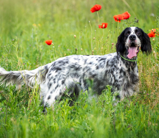 Partito democratico chiede commissariamento Enci Partito democratico chiede commissariamento Enci: setter inglese tra i tulipani