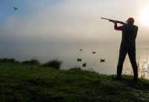 Perché interpretazioni difformi dell’emendamento sui calendari venatori? Perché interpretazioni difformi dell’emendamento sui calendari venatori? cacciatore di acquatici