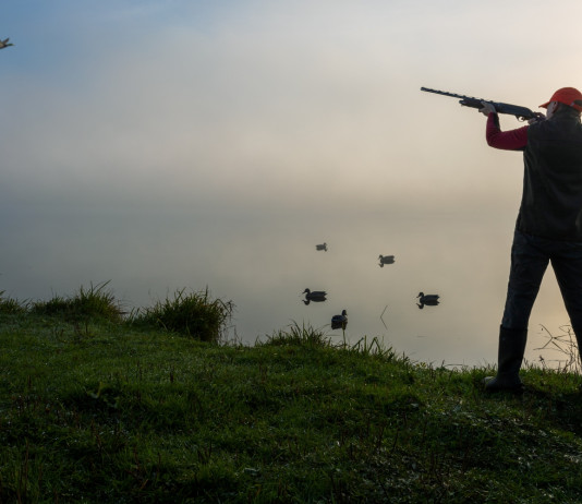 Perché interpretazioni difformi dell’emendamento sui calendari venatori? Perché interpretazioni difformi dell’emendamento sui calendari venatori? cacciatore di acquatici