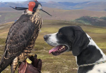 Perché la grouse, la caccia più difficile Perché la grouse, la caccia più difficile