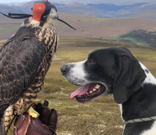 Perché la grouse, la caccia più difficile Perché la grouse, la caccia più difficile