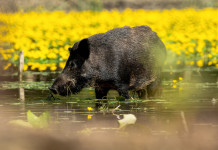 Peste suina africana, in Piemonte ok alla caccia al cinghiale nella zona di restrizione 1 Peste suina africana, in Piemonte ok alla caccia al cinghiale nella zona di restrizione 1