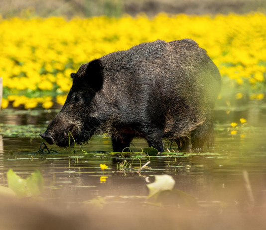 Peste suina africana, in Piemonte ok alla caccia al cinghiale nella zona di restrizione 1 Peste suina africana, in Piemonte ok alla caccia al cinghiale nella zona di restrizione 1