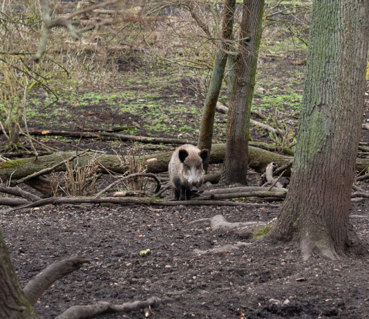 Prolungata la stagione di caccia al cinghiale in Calabria Prolungata la stagione di caccia al cinghiale in Calabria