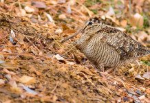 Regione Umbria chiude caccia a tordo e beccaccia Regione Umbria chiude caccia a tordo e beccaccia