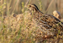 Respinto il ricorso sul calendario venatorio della Sicilia Respinto il ricorso sul calendario venatorio della Sicilia: quaglia