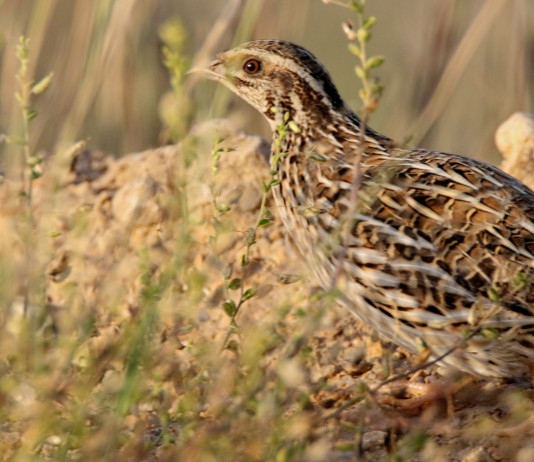 Respinto il ricorso sul calendario venatorio della Sicilia Respinto il ricorso sul calendario venatorio della Sicilia: quaglia