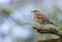 Riapre la caccia al tordo in Calabria Riapre la caccia al tordo in Calabria: tordo sassello (redwing, Turdus iliacus)