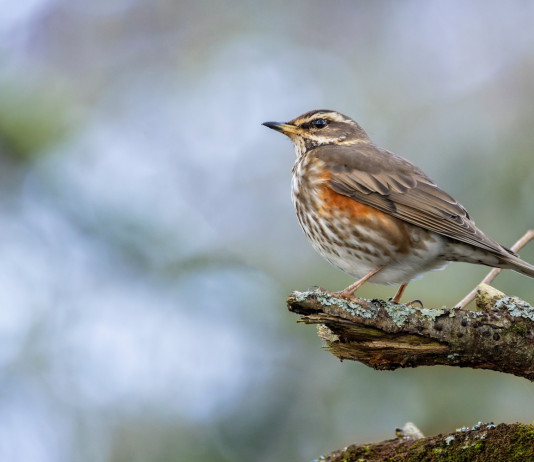 Riapre la caccia al tordo in Calabria Riapre la caccia al tordo in Calabria: tordo sassello (redwing, Turdus iliacus)