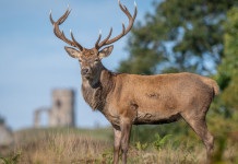 Riforma dell’Ispra, iniziata la discussione alla Camera Riforma dell’Ispra, iniziata la discussione alla Camera: cervo
