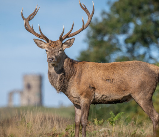 Riforma dell’Ispra, iniziata la discussione alla Camera Riforma dell’Ispra, iniziata la discussione alla Camera: cervo