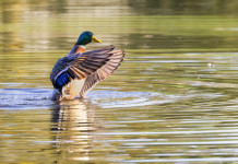 Rinnovo dell’autorizzazione per il capanno in Toscana, associazioni chiedono procedura tradizionale Rinnovo dell’autorizzazione per il capanno in Toscana, associazioni chiedono procedura tradizionale: germano reale in ambiente acquatico