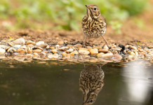 Sui calendari venatori Buconi invita le Regioni ad allinearsi alla nuova legge Sui calendari venatori Buconi invita le Regioni ad allinearsi alla nuova legge: tordo bottaccio si specchia in acqua