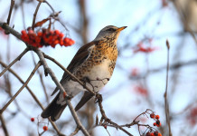 Tar Umbria nega posticipo della chiusura della caccia a tordo e beccaccia Tar Umbria nega posticipo della chiusura della caccia a tordo e beccaccia: cesena