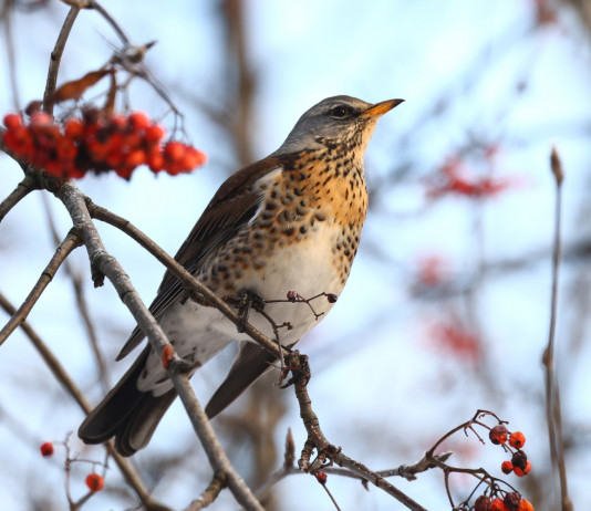 Tar Umbria nega posticipo della chiusura della caccia a tordo e beccaccia Tar Umbria nega posticipo della chiusura della caccia a tordo e beccaccia: cesena