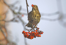 Niente tordo: Tar considera esecutiva la sentenza sul calendario venatorio della Calabria Tar considera esecutiva la sentenza sul calendario venatorio della Calabria: tordo bottaccio d'inverno, mentre mangia bacche