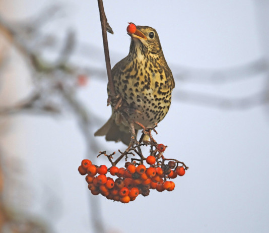 Niente tordo: Tar considera esecutiva la sentenza sul calendario venatorio della Calabria Tar considera esecutiva la sentenza sul calendario venatorio della Calabria: tordo bottaccio d'inverno, mentre mangia bacche