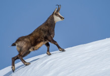 Il camoscio e la neve il camoscio e la neve