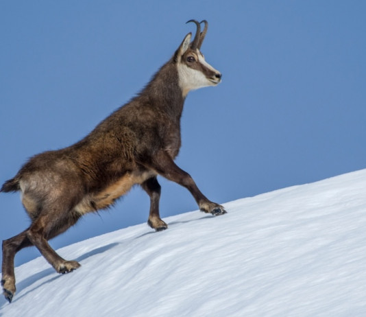 Il camoscio e la neve il camoscio e la neve