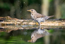 Aggiornato Key concepts per alzavola e tordo in Italia Aggiornato Key concepts per alzavola e tordo in Italia: tordo bottaccio si riflette su specchio d'acqua