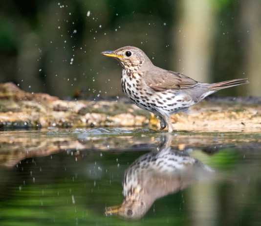 Aggiornato Key concepts per alzavola e tordo in Italia Aggiornato Key concepts per alzavola e tordo in Italia: tordo bottaccio si riflette su specchio d'acqua