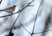 Al commissario Tar Lombardia chiede chiarimenti sui valichi montani Al commissario Tar Lombardia chiede chiarimenti sui valichi montani: cesena