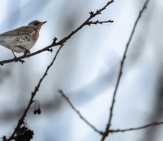 Al commissario Tar Lombardia chiede chiarimenti sui valichi montani Al commissario Tar Lombardia chiede chiarimenti sui valichi montani: cesena