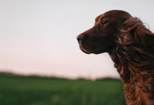 Altra interrogazione al governo sull’Enci Altra interrogazione al governo sull’Enci: setter irlandese