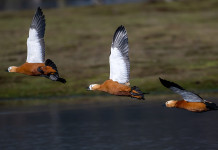 Anuu migratoristi: nella comunicazione il mondo della caccia resta indietro Anuu migratoristi: nella comunicazione il mondo della caccia resta indietro - tre casarche in volo