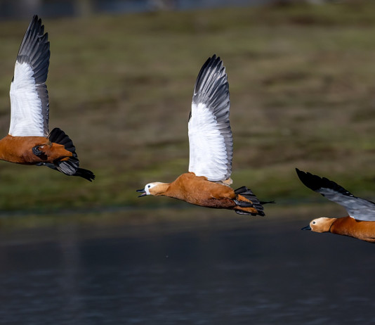Anuu migratoristi: nella comunicazione il mondo della caccia resta indietro Anuu migratoristi: nella comunicazione il mondo della caccia resta indietro - tre casarche in volo