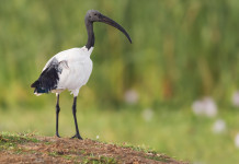 Associazioni venatorie Toscana chiedono caccia in deroga all’ibis sacro Associazioni venatorie Toscana chiedono caccia in deroga all’ibis sacro