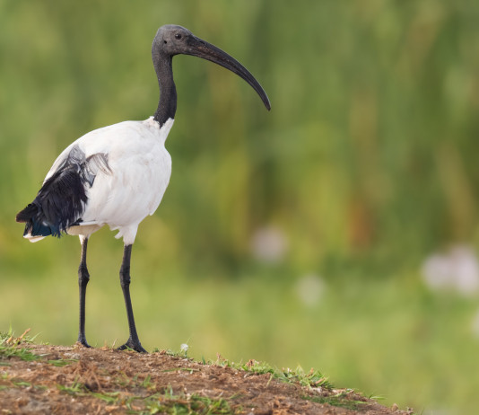 Associazioni venatorie Toscana chiedono caccia in deroga all’ibis sacro Associazioni venatorie Toscana chiedono caccia in deroga all’ibis sacro