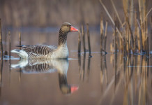 Bruzzone chiede d’inserire l’oca selvatica tra le specie cacciabili Bruzzone chiede d’inserire l’oca selvatica tra le specie cacciabili