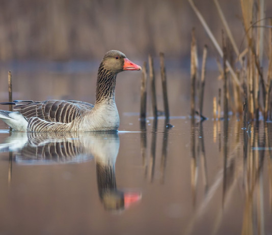 Bruzzone chiede d’inserire l’oca selvatica tra le specie cacciabili Bruzzone chiede d’inserire l’oca selvatica tra le specie cacciabili