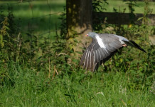 Bruzzone interroga governo su controllo del colombaccio in Emilia Romagna Bruzzone interroga governo su controllo del colombaccio in Emilia Romagna