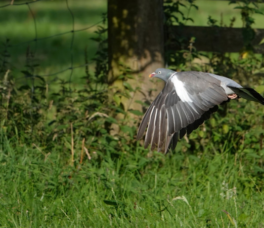 Bruzzone interroga governo su controllo del colombaccio in Emilia Romagna Bruzzone interroga governo su controllo del colombaccio in Emilia Romagna