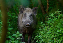 Cabina di regia toscana chiede coinvolgimento cacciatori in operazioni di contenimento Cabina di regia toscana chiede coinvolgimento cacciatori in operazioni di contenimento: cinghiale nel bosco