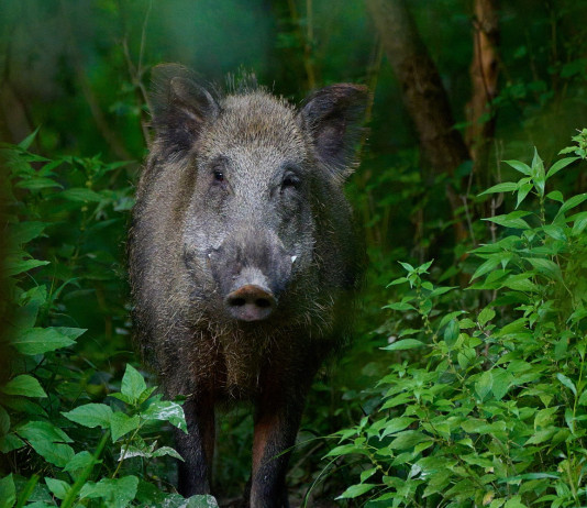 Cabina di regia toscana chiede coinvolgimento cacciatori in operazioni di contenimento Cabina di regia toscana chiede coinvolgimento cacciatori in operazioni di contenimento: cinghiale nel bosco