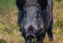 Caccia Magazine marzo 2025 in edicola e nello shop online