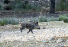 Calabria proroga al 31 marzo il controllo del cinghiale in braccata Calabria proroga al 31 marzo il controllo del cinghiale in braccata