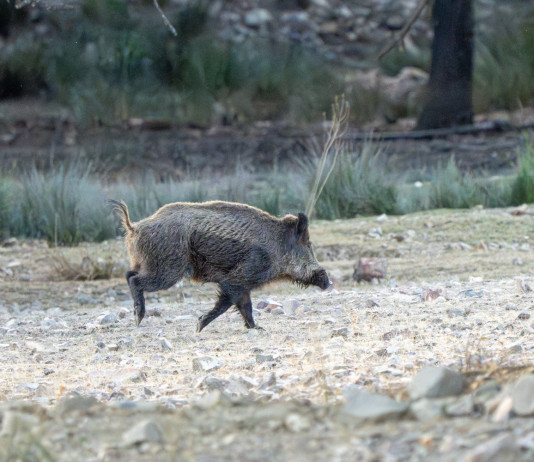 Calabria proroga al 31 marzo il controllo del cinghiale in braccata Calabria proroga al 31 marzo il controllo del cinghiale in braccata