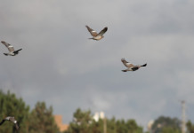 Commissione europea deferisce Francia per caccia tradizionale al colombaccio Commissione europea deferisce Francia per caccia tradizionale al colombaccio