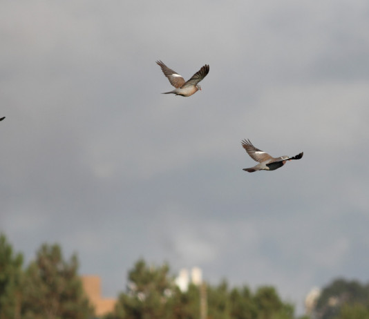 Commissione europea deferisce Francia per caccia tradizionale al colombaccio Commissione europea deferisce Francia per caccia tradizionale al colombaccio