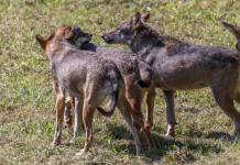 Consiglio Lombardia approva mozione su predazioni lupo Consiglio Lombardia approva mozione su predazioni lupo: tre lupi