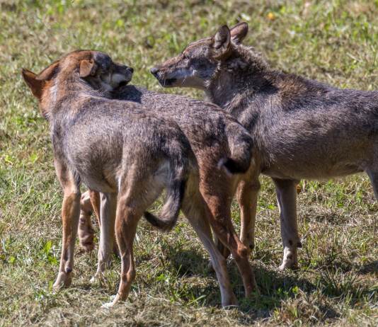 Consiglio Lombardia approva mozione su predazioni lupo Consiglio Lombardia approva mozione su predazioni lupo: tre lupi