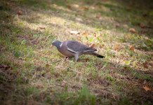 Doppia richiesta dell’Arcicaccia sul controllo del colombaccio in Emilia Romagna Doppia richiesta dell’Arcicaccia sul controllo del colombaccio in Emilia Romagna