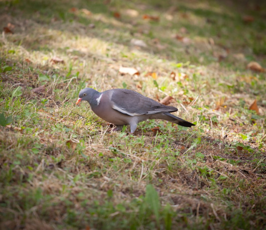 Doppia richiesta dell’Arcicaccia sul controllo del colombaccio in Emilia Romagna Doppia richiesta dell’Arcicaccia sul controllo del colombaccio in Emilia Romagna