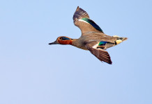 Federcaccia: bene l’aggiornamento del documento Key concepts, ora finire Federcaccia: bene l’aggiornamento del documento Key concepts, ora finire - alzavola (Anas crecca) in volo