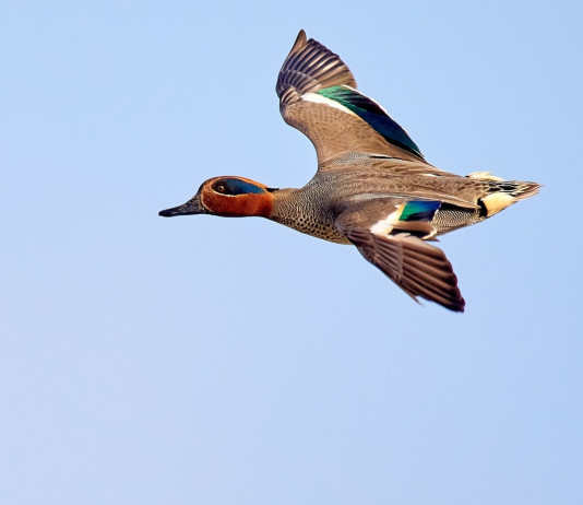 Federcaccia: bene l’aggiornamento del documento Key concepts, ora finire Federcaccia: bene l’aggiornamento del documento Key concepts, ora finire - alzavola (Anas crecca) in volo