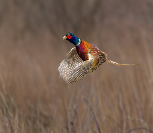 Federcaccia chiede investimenti a favore della fauna selvatica Federcaccia chiede investimenti a favore della fauna selvatica: fagiano in volo